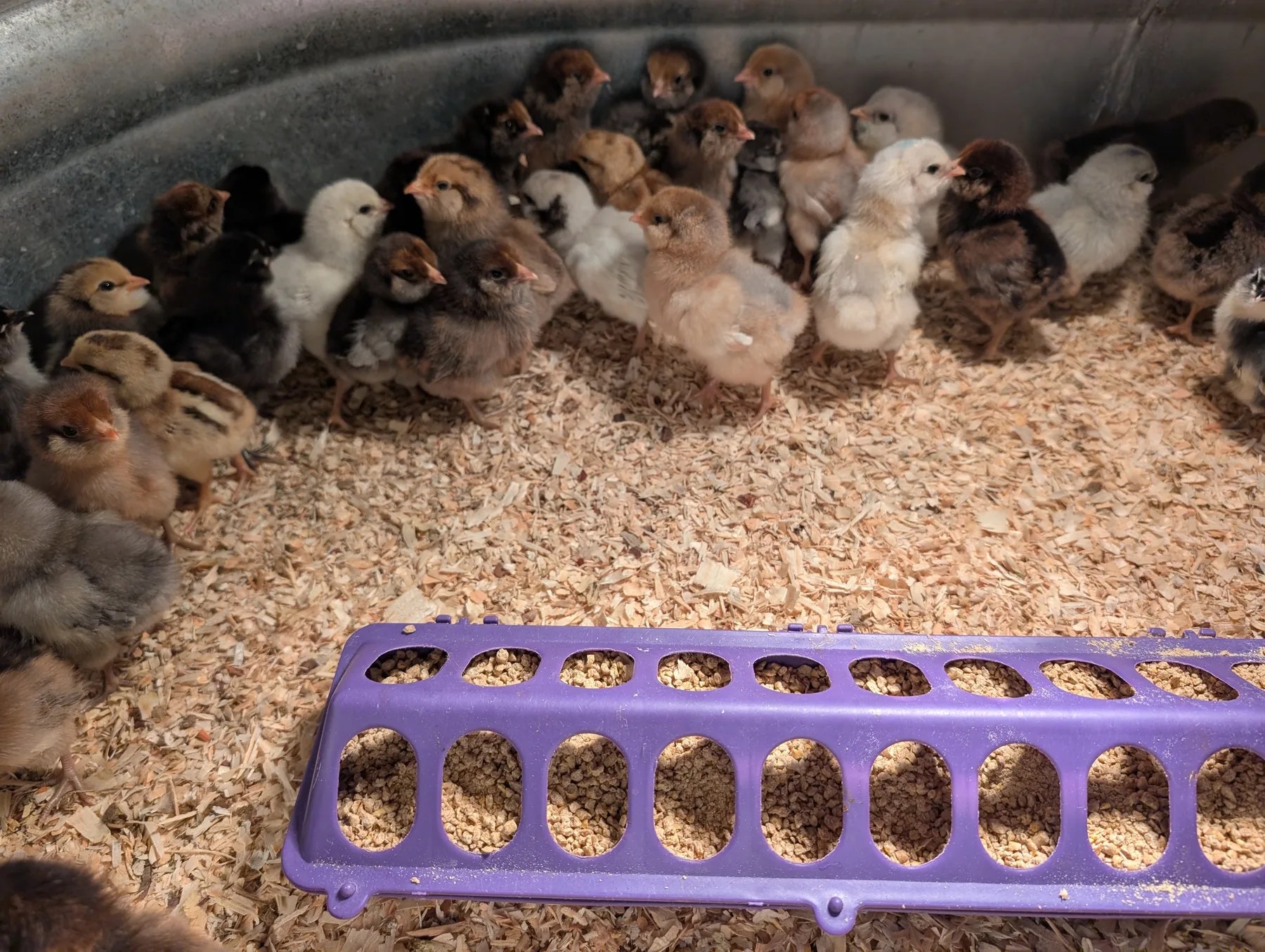 Young chicks gathered safely inside a brooder