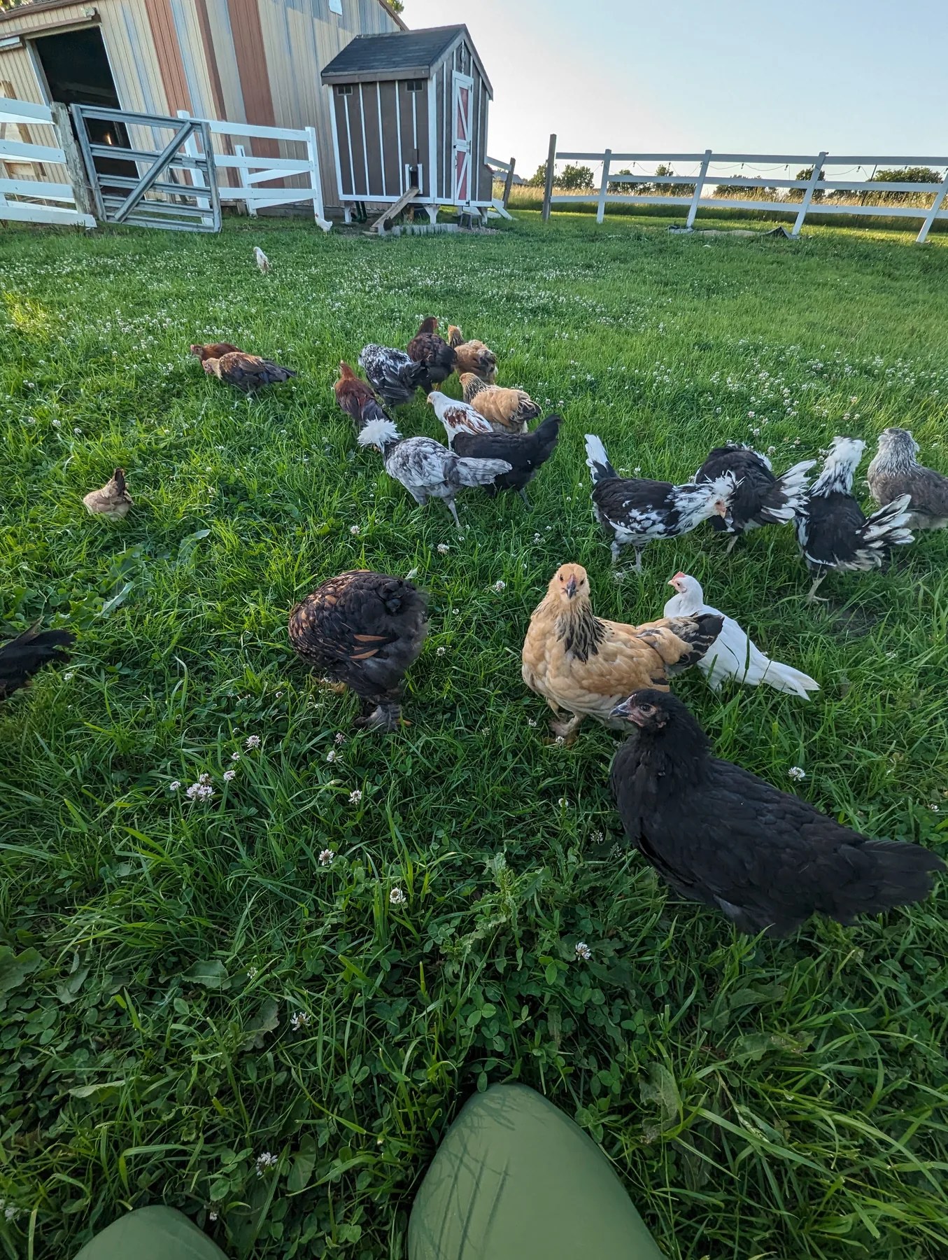 A mixed flock of chickens ranging in green grass