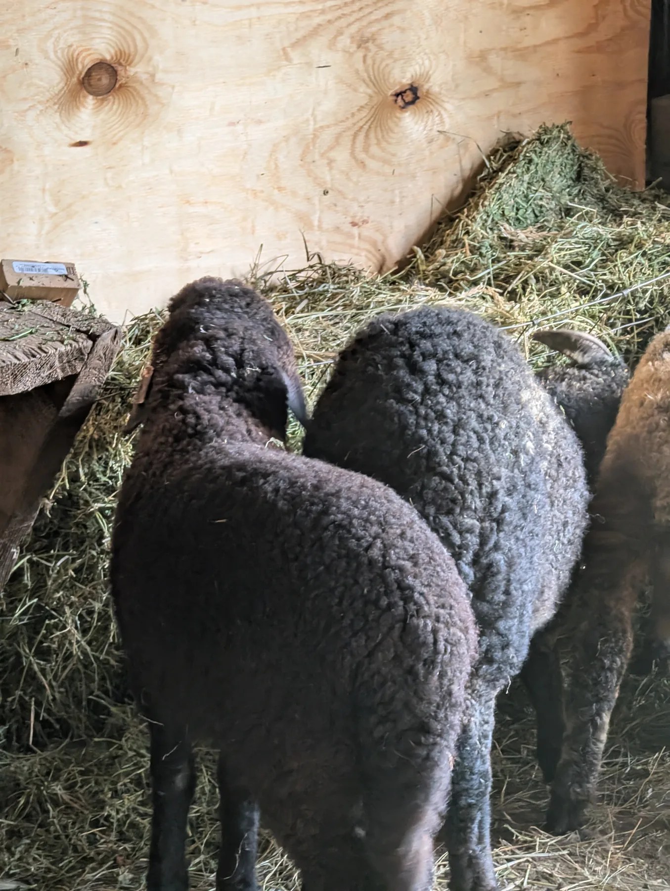 Black Karakul sheep gathered inside the barn