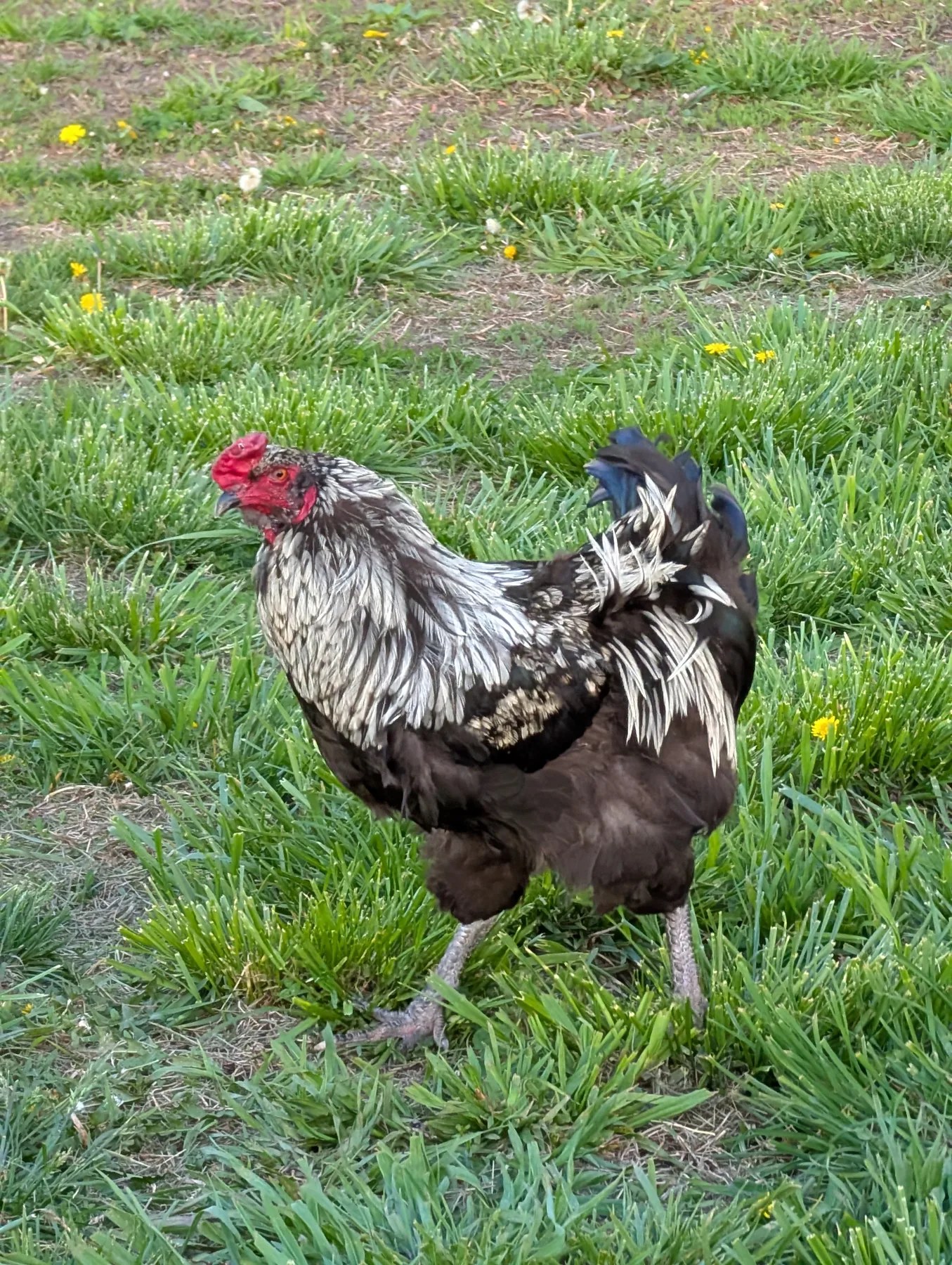 A black-and-white rooster standing in green grass