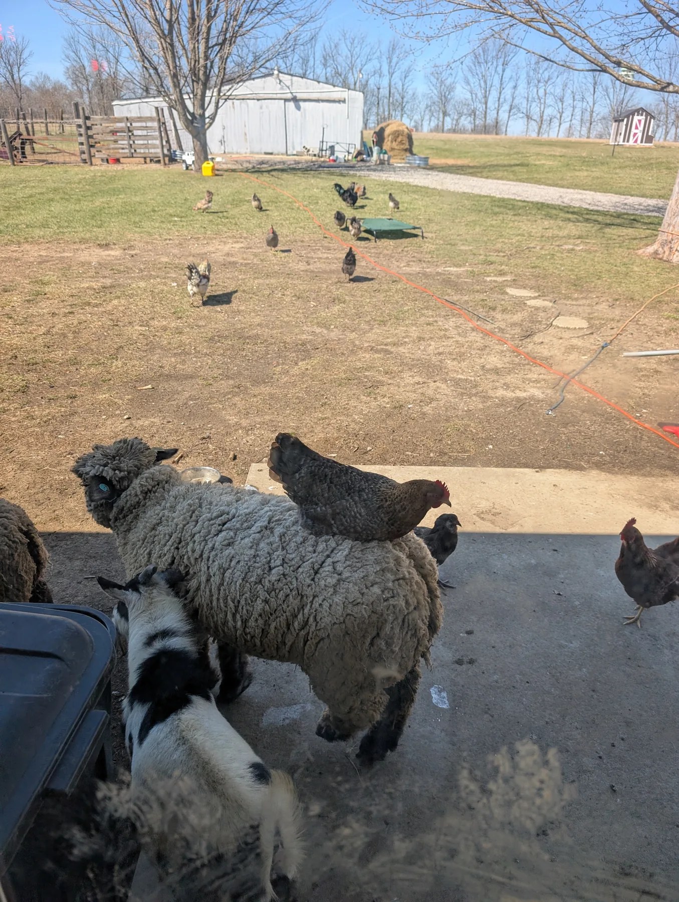 Sheep gathered in the farmyard at DeJoia Farms